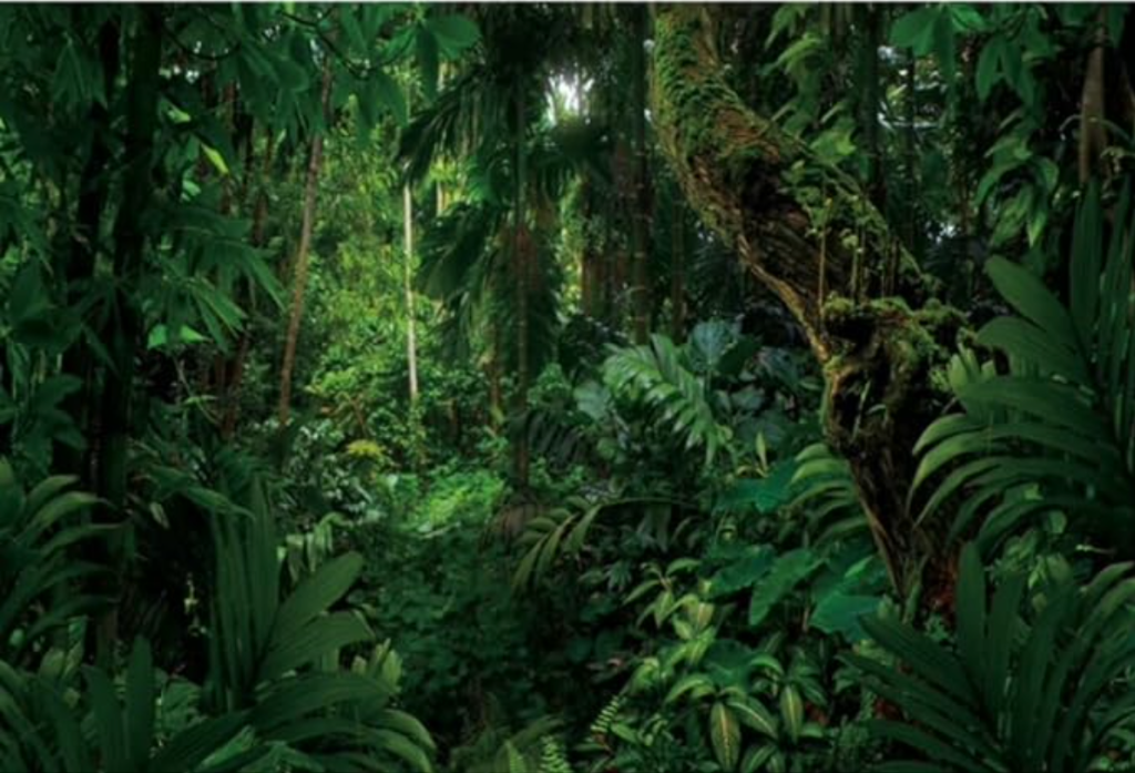 AYA - Dense tropical jungle setting